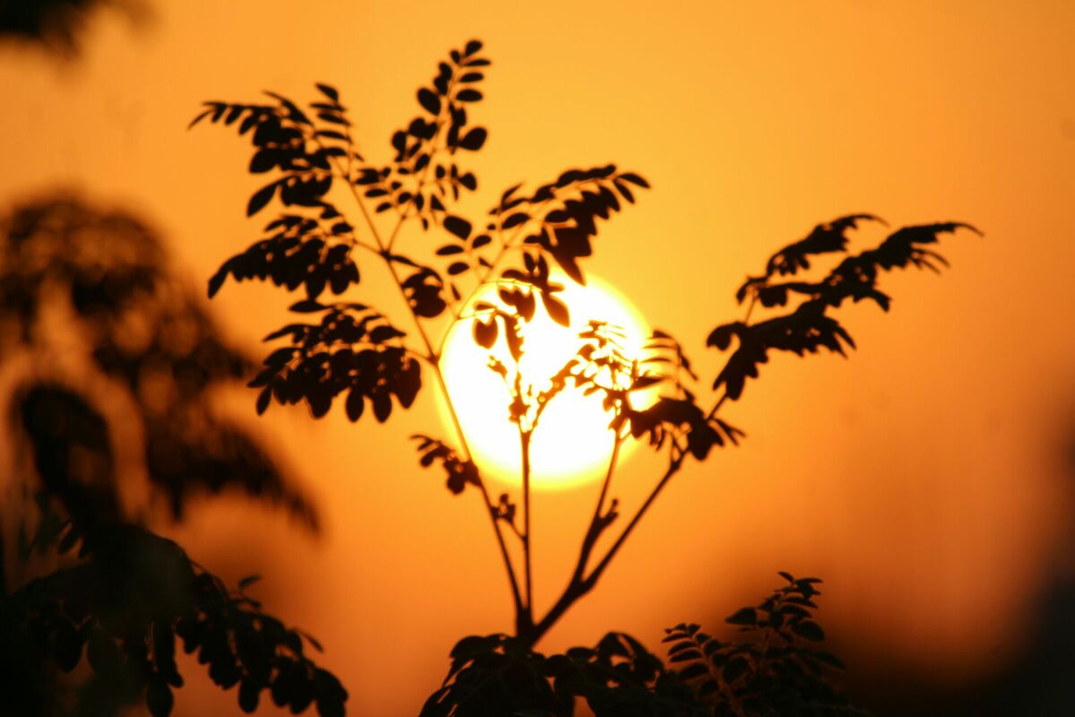 Foto: Unsplash Foto: Unsplash